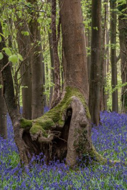 BlueBell ormanlarında güzel, yumuşak bahar ışığı İngiliz kırsalında sakin bir sabah boyunca