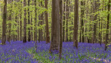 BlueBell ormanlarında güzel, yumuşak bahar ışığı İngiliz kırsalında sakin bir sabah boyunca
