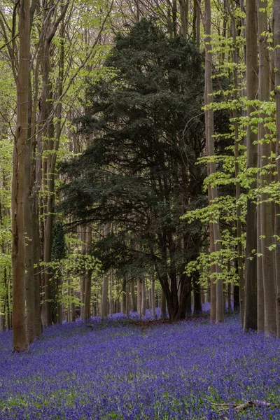 穏やかな朝の間に英語の田舎のブルーベルの森の中で美しい柔らかい春の光 — ストック写真