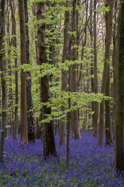 Bluebell Ormanlarında Güzel Yumuşak Bahar Işığı Ngiliz Kırsalında Sakin Bir — Stok fotoğraf