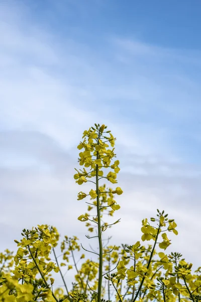 Bonito Campo Colza Canola Agrícola Paisagem Rural Inglês Manhã Primavera — Fotografia de Stock