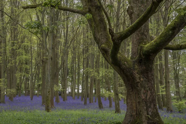 Bluebell Ormanlarında Güzel Yumuşak Bahar Işığı Canlı Renkler Sık Kayın — Stok fotoğraf