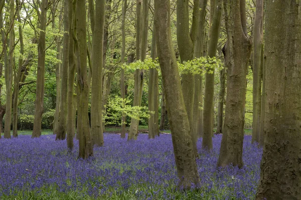 Bela Luz Suave Primavera Bluebell Bosque Com Cores Vibrantes Densas — Fotografia de Stock