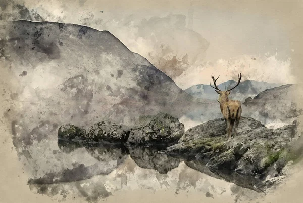 Aquarelverf Schilderij Van Mooie Rode Hert Hert Kijkt Uit Meer — Stockfoto