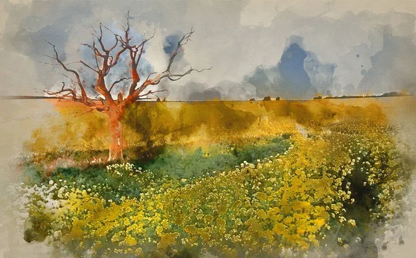 Aquarelverf Schilderij Van Prachtige Zonsopgang Het Veld Van Koolzaad Het — Stockfoto