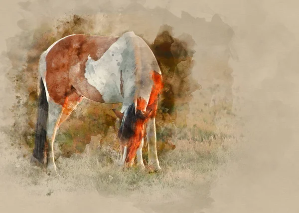 Pittura Acquerello Marrone Bianco New Forest Cavallo Pony Nel Paesaggio — Foto Stock