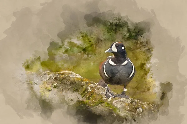 美丽Harlequin Duck Histrionicus Histrionicus的水彩画 — 图库照片