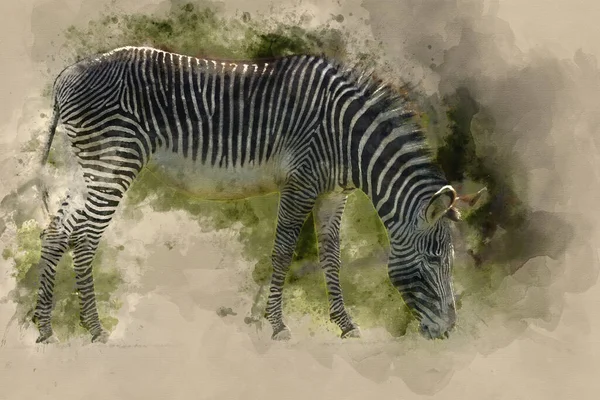 Watercolor Painting Beautiful Grevy Zebra Equus Grevyi Grazing Lush Green — Stock Photo, Image