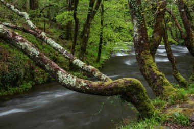 Devon 'da Watrersmeet' in güzel bahar manzarası. İngiltere 'de iki nehrin birleştiği yerde büyük ve güçlü bir nehir oluşur.