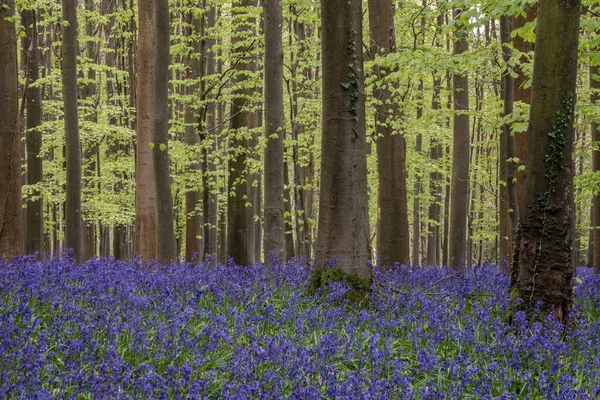 淡淡的早晨 英国乡村蓝铃林中美丽的春光 — 图库照片