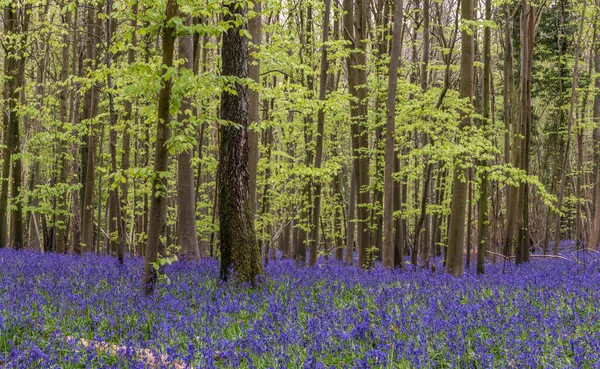 Belle Lumière Printanière Douce Dans Les Bois Bluebell Dans Campagne — Photo