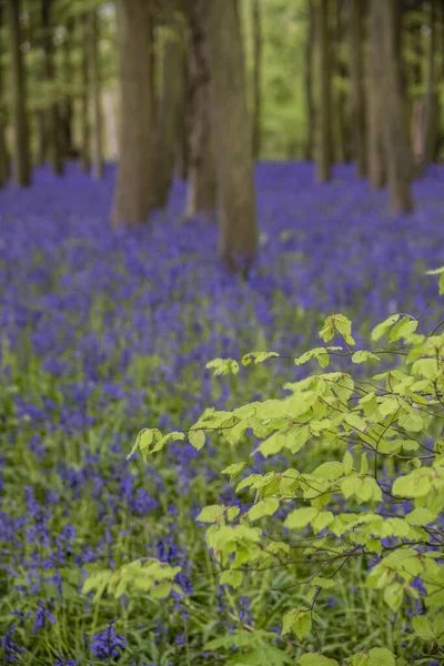 Bela Luz Suave Primavera Bluebell Bosque Com Cores Vibrantes Densas — Fotografia de Stock