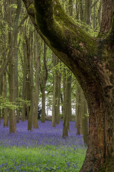 Krásné Měkké Jarní Světlo Bujném Lese Živými Barvami Hustou Bukovou — Stock fotografie