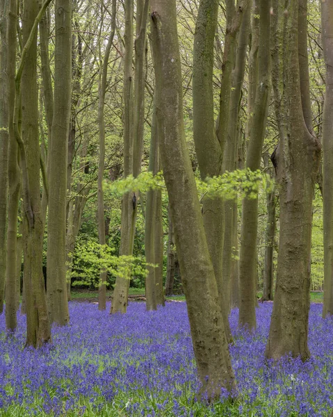 Beautiful Soft Spring Light Bluebell Woodland Vibrant Colors Dense Beech — Stock Photo, Image