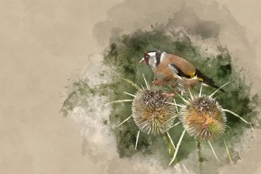 Güzel ispinoz kuşu Carduelis Carduelis 'in suluboya resmi orman manzarasında çaydanlıklar üzerinde