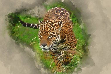 Watercolour painting of Stunning portrait of jaguar big cat Panthera Onca prowling through long grass in captivity clipart