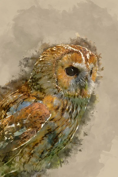 Tawny Owl Strix Aluco美丽肖像的水彩画 — 图库照片