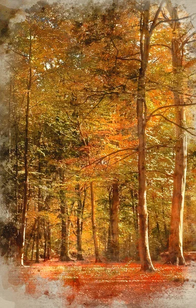 緑とオレンジ 茶色と金とのコントラスト秋の色で覆われた森の美しい風景画の水彩画 — ストック写真