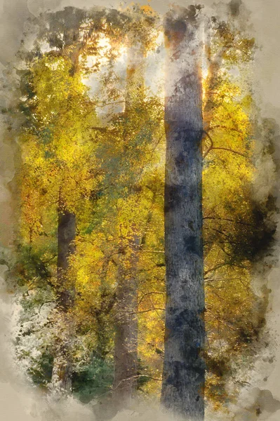 Akvarel Malba Krásné Podzimní Krajiny Slunečního Svitu Mezi Stromy Lese — Stock fotografie