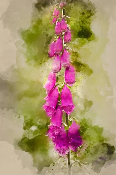 Υδατογραφία Του Όμορφου Τοπίου Καλοκαιρινό Κήπο Foxgloves Πρώτο Πλάνο Επιλεκτική — Φωτογραφία Αρχείου