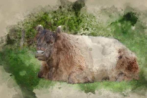 Υδατογραφία Της Κοντινό Πλάνο Της Φυλής Βοοειδών Highland Αγελάδα Στο — Φωτογραφία Αρχείου