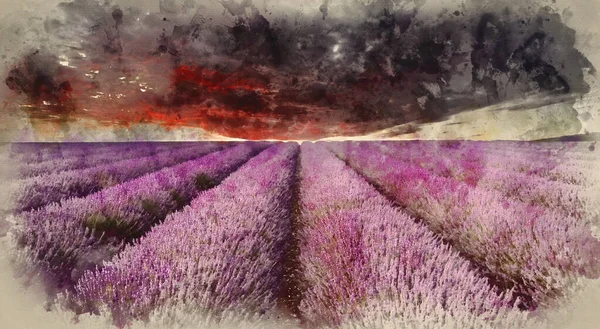 아름다운 라벤더 들판의 풍경붉은 폭풍치는 아래서 — 스톡 사진
