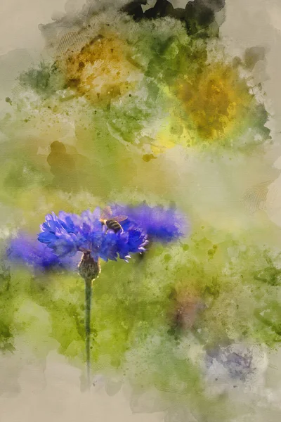 Watercolor Painting Bumble Bee Pollenating Cornflower Summer Field — Stock Photo, Image