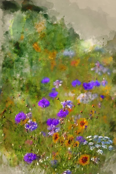 Akvarell Målning Vackra Vilda Blomma Äng Sommaren — Stockfoto