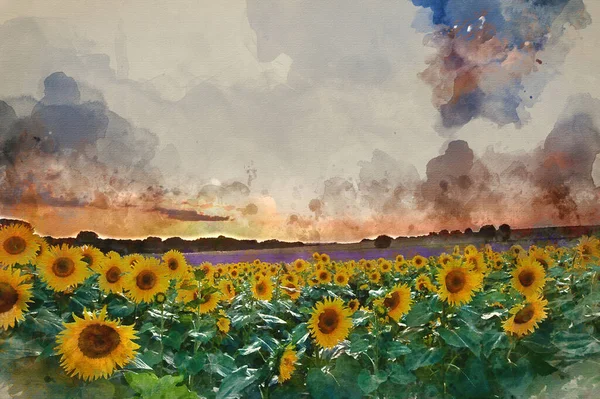 Watercolor Painting Blue Sky Landscape Summer Sunset Sunflower Field — Stock Photo, Image