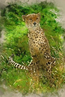 Çita Acinonyx Jubatus 'un suluboya resmi Esaret altındaki büyük kedi