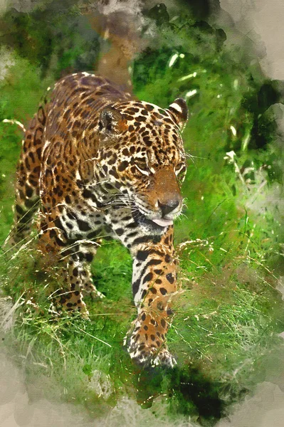 美洲豹大猫Panthera Onca在圈养的长草中徘徊的水彩画 — 图库照片