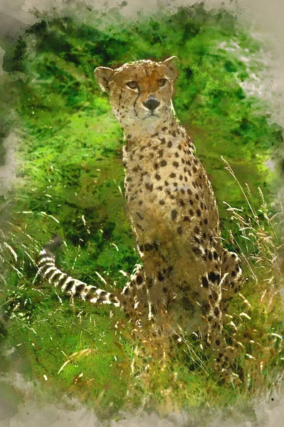 Watercolour Painting Cheetah Acinonyx Jubatus Big Cat Captivity — Stock Photo, Image