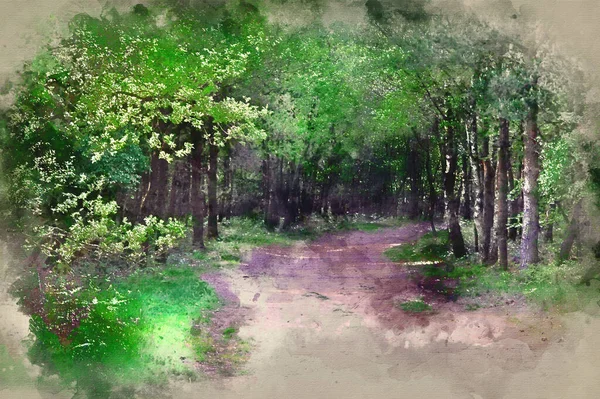 Pintura Acuarela Hermosa Escena Del Paisaje Forestal Con Exuberantes Árboles — Foto de Stock