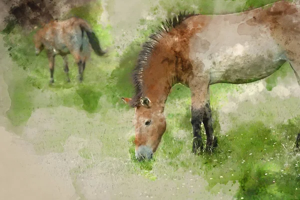 Pittura Acquerello Del Cavallo Przewalski — Foto Stock