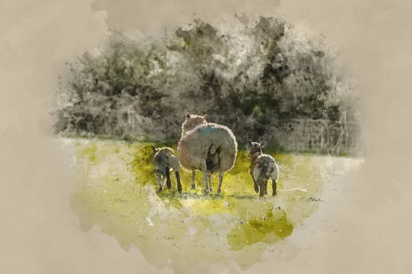 Akvarel Malba Krásné Krajiny Obraz Jarní Jehňata Ovce Polích Pozdním — Stock fotografie