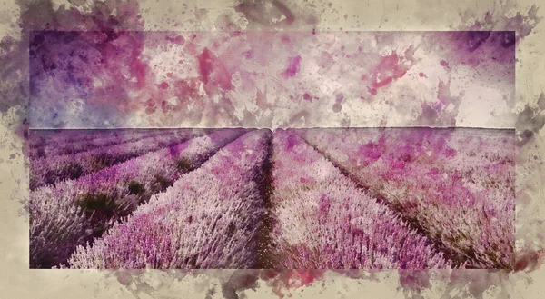 Watercolour Painting Beautiful Image Lavender Field Summer Sunset Landscape — Stock Photo, Image