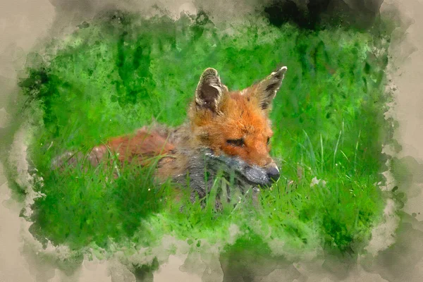 Belle Image Renard Roux Vulpes Vulpes Dans Paysage Verdoyant Campagne — Photo