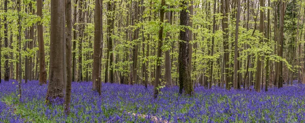 Piękne Wiosenne Światło Lasach Bluebell Angielskiej Wsi Podczas Spokojnego Poranka — Zdjęcie stockowe