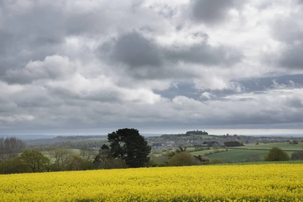 Beautiful Agricultural Canola Rapeseed Field English Countryside Landscape Spring Morning — Stock Photo, Image