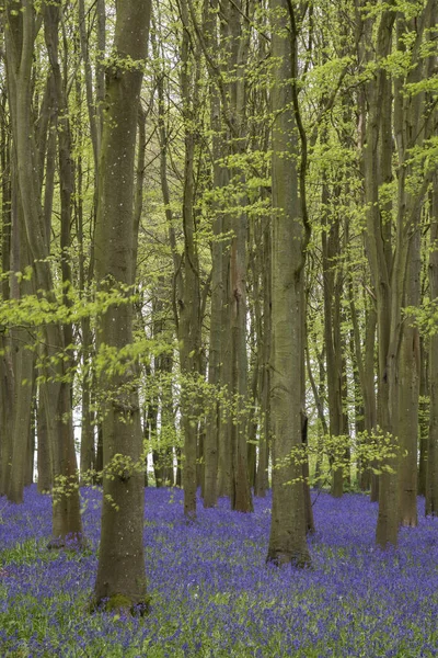 Beautiful Soft Spring Light Bluebell Woodland Vibrant Colors Dense Beech — Stock Photo, Image