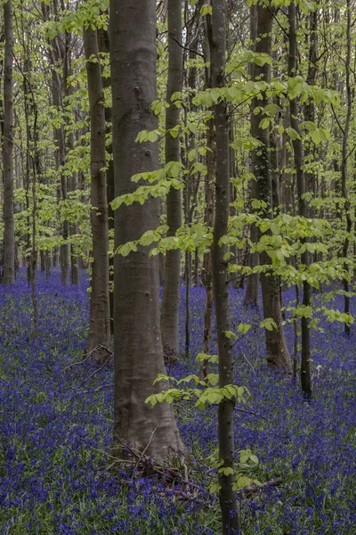 Bluebell Ormanlarında Güzel Yumuşak Bahar Işığı Ngiliz Kırsalında Sakin Bir — Stok fotoğraf