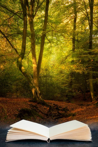 Prachtige Herfst Herfst Herfst Kleurrijke Levendige Bos Landschap Komt Uit — Stockfoto