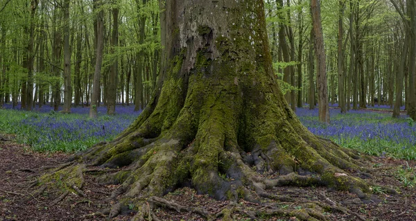 Gyönyörű Lágy Tavaszi Fény Bluebelli Erdőben Élénk Színekkel Sűrű Bükkfákkal — Stock Fotó