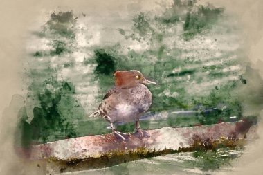 Gölün yanındaki dalda Altın Gözlü Ördek Kuşu 'nun portresi