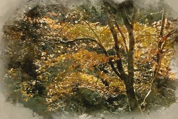 Akvarel Malba Krásné Podzimní Krajiny Lesa — Stock fotografie
