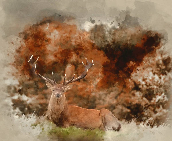 Pittura Acquerello Cervo Rosso Cervo Durante Stagione Riposo Paesaggio Autunnale — Foto Stock