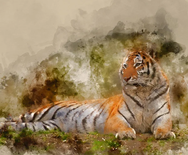芝生の丘でリラックスした美しい虎の水彩画 — ストック写真