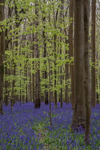 Мягкий Весенний Свет Голубых Тонах Английской Глубинке Время Спокойного Морозца — стоковое фото