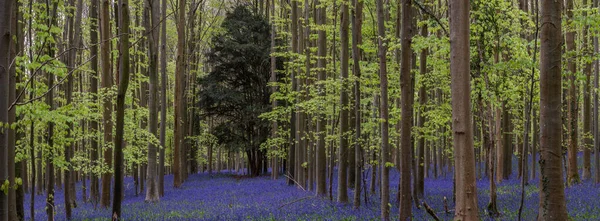 Schönes Weiches Frühlingslicht Blauen Wäldern Der Englischen Landschaft Während Eines — Stockfoto