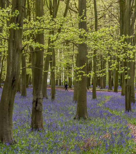 Hermosa Luz Suave Primavera Bosque Bluebell Con Colores Vibrantes Densos — Foto de Stock